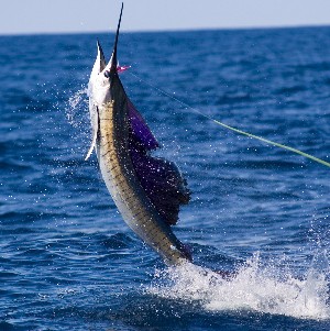 Sports Fishing in St. Croix